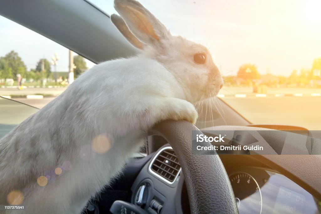 토끼는 자동차를 운전, 그는 스티어링 휠 뒤에 드라이버 좌석에 있다. 토끼 드라이버. 흰색 부활절 토끼는 선물을 제공 하기 위해 타고. 자동차의 토끼 - 로열티 프리 차 스톡 사진