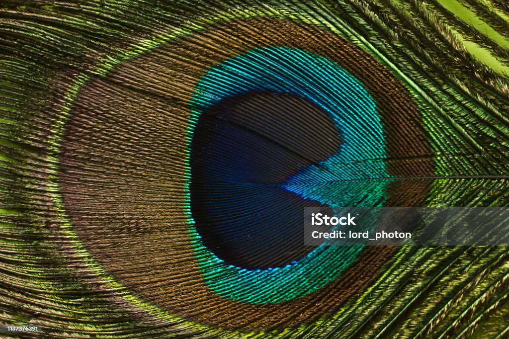 Peacock Texture Pattern Peacock Feather Texture Pattern Background Closeup Stock Photo ...