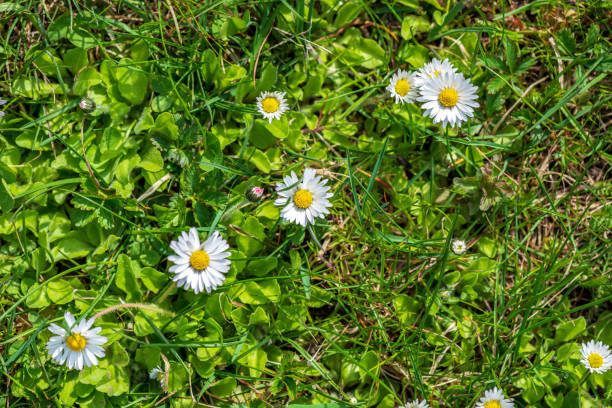 istock white spring flowers on natural green meadow background 1137376508