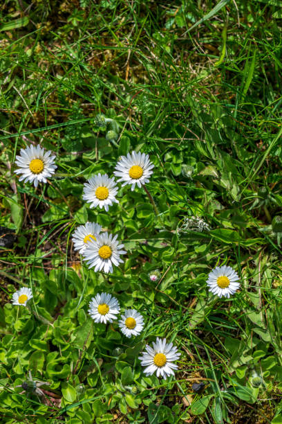 istock white spring flowers on natural green meadow background 1137376523