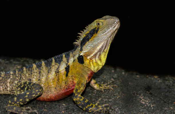 istock iguana lizard looking out in rainforest australi, 1137376834