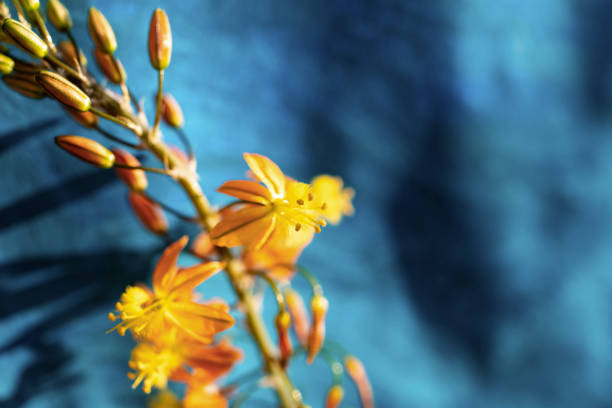 istock Beautiful Bulbine flowers on blue background 1137377094