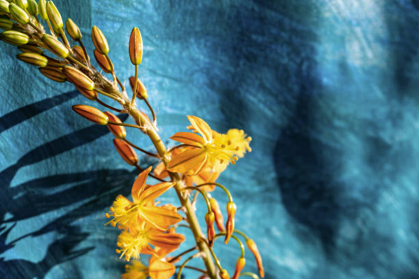 istock Bulbine flowers on blue background 1137377114