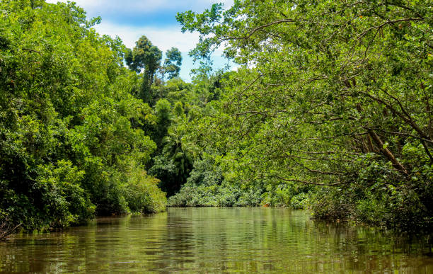 istock oat trip on the river in the rainforest 1137377177