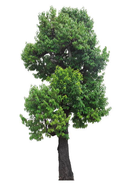 istock Mature big tropical tree isolated on white background for design purpose 1137378239