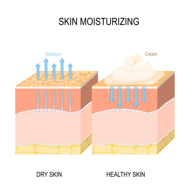nawilżanie skóry. sucha i zdrowa skóra kremem, pianką lub balsamem. - antioxidant stock illustrations
