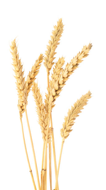 istock Bunch of ripe wheat ears. 1137379825