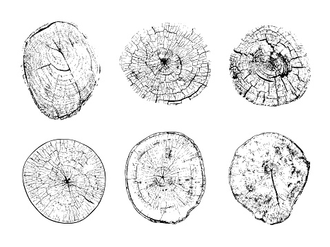 Set of stumps cross sections with annual rings. Textures of cut wood logs. Black and white vector illustration