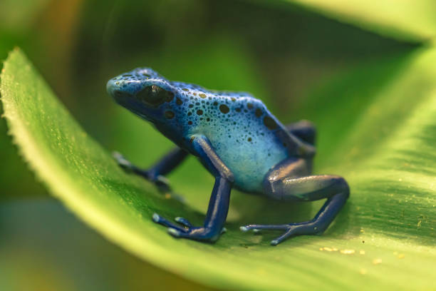 푸른 독 다트 개구리 (tinctorius azureus)는 녹색 잎에 앉아 카이 완으로 알려진 - blue poison arrow frog �뉴스 사진 이미지