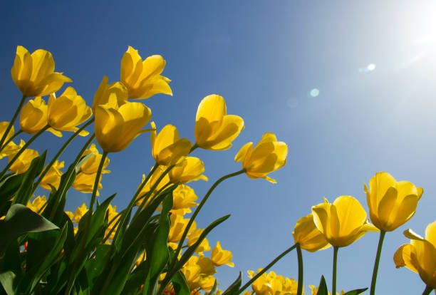 istock Sun shining through yellow tulips against a blue sky 1137380398