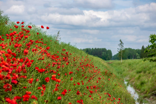istock red poppy flowers in green meadow 1137380886