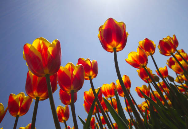 istock Sun shining through yellow and red tulips with blue sky background 1137384309