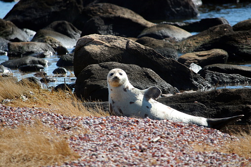 This harp seal was found along the shoreline in a state park along the Connecticut shoreline.