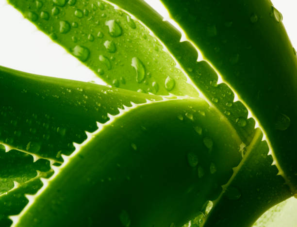 istock green aloe with water drops 1137386155