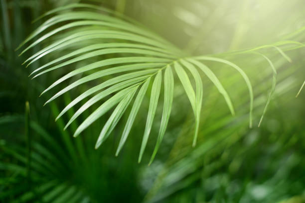 istock Palm leaf. Forest with tropical plants. Nature green background. 1137386299
