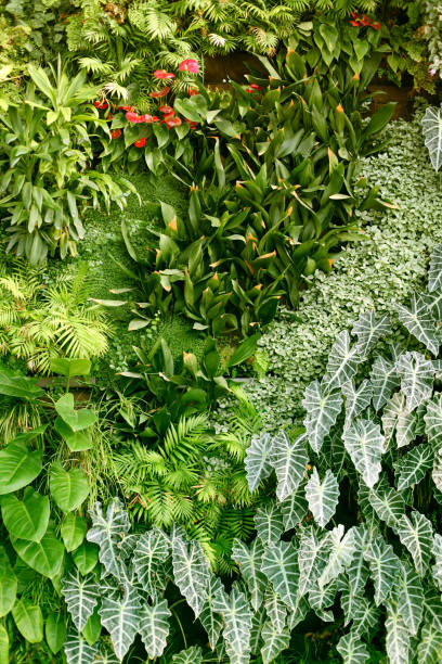istock Nature green background. Wall with tropical plants. 1137386909