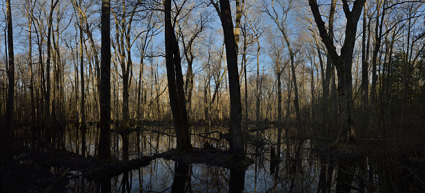 Sweetgum and Cypress trees cast deep shadows and reflections in a swamp on a spring morning.  The location is the Pusey Branch of the Pocomoke River on Maryland's eastern shore.
