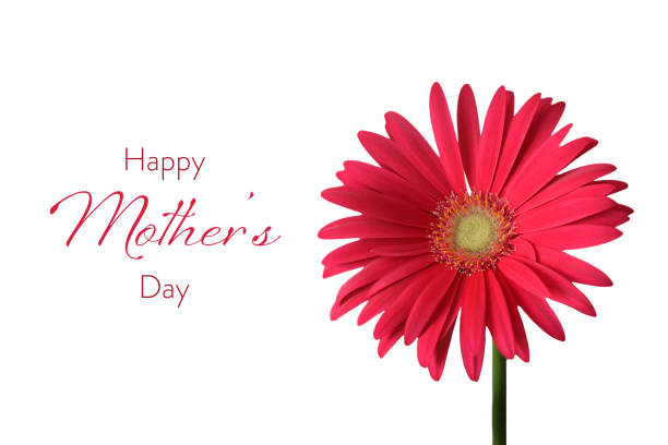 istock Happy Mothers Day card with gerbera daisy isolated on white background 1137390604