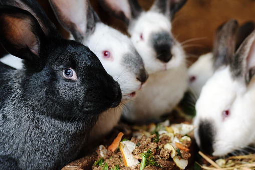 Many white and black rabbits eat food in a cage.