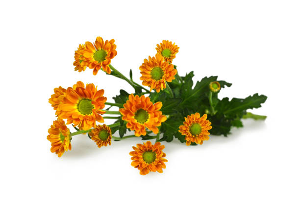 istock Chrysanthemum flowers isolated on white background 1137390681