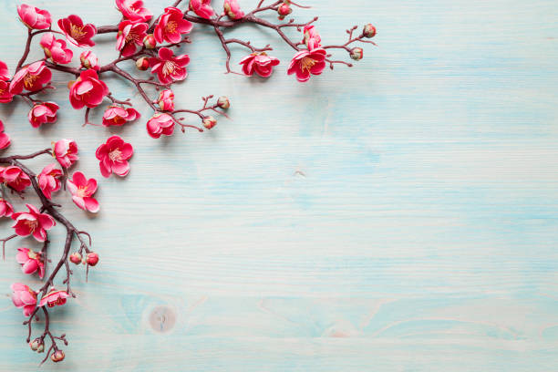 istock Pink flowers on blue wooden background 1137391929