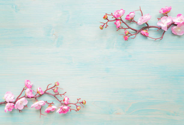 istock Pink flowers on blue wooden background 1137391950