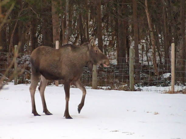 istock wild elk walking in a field - 1 1137392374