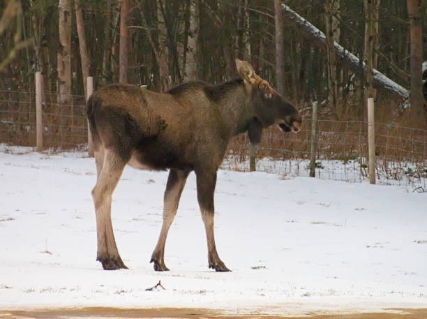 istock wild elk standing in a field 1137392407