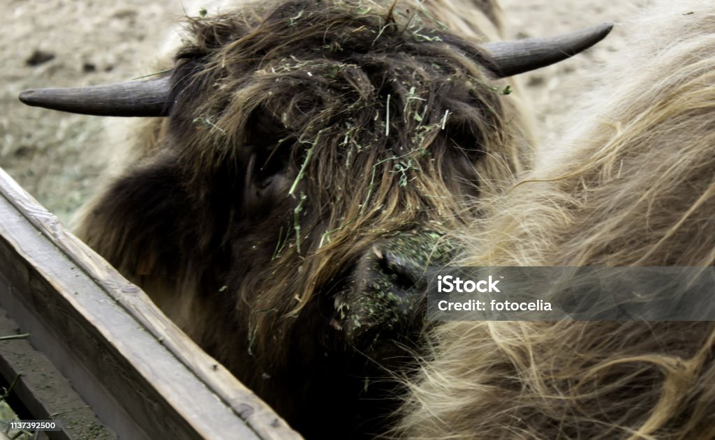 Wild Ox Farm Stock Photo - Download Image Now - Animal, Animal Body Part,  Animal Hair - iStock