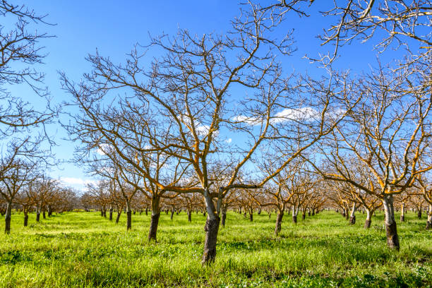 istock Orchard of Dormant Walnut Trees 1137394289