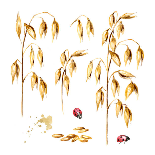 die ohren der hafer pflanzen und körner setzen. aquarell handgezeichnete illustration isoliert auf weißem hintergrund - wheat cereal plant oat crop stock-grafiken, -clipart, -cartoons und -symbole