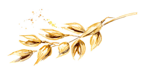 die ohren der hafer pflanzen. aquarell handgezeichnete illustration isoliert auf weißem hintergrund - wheat cereal plant oat crop stock-grafiken, -clipart, -cartoons und -symbole