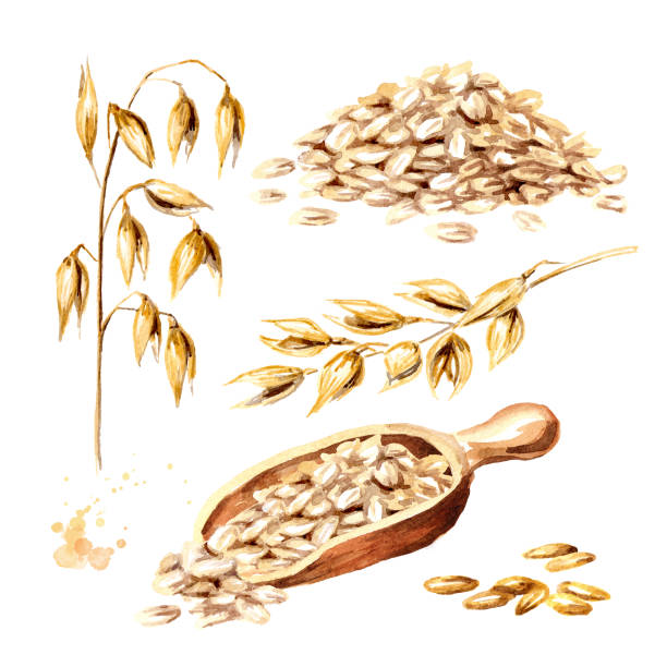 Oat flakes, grain and oat ear set. Watercolor hand drawn illustration  isolated on white background Oat flakes, grain and oat ear set. Watercolor hand drawn illustration  isolated on white background oat wheat oatmeal cereal plant stock illustrations