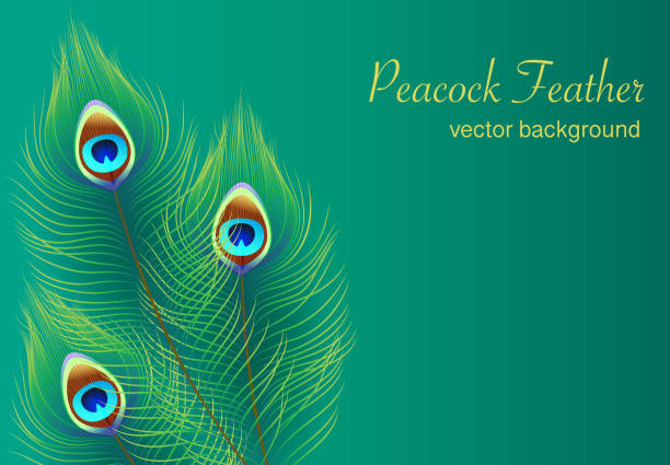 Peacock feather vector background, dark green emerald card template Peacock feather vector background, dark green emerald card template. peacock feather stock illustrations