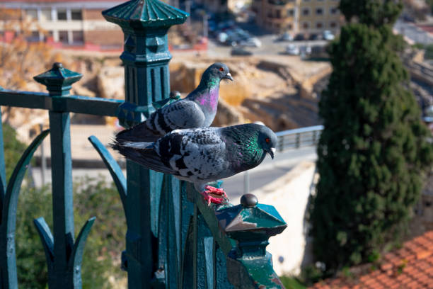 Two pigeons standing on a balcony. Tarragona, Spain