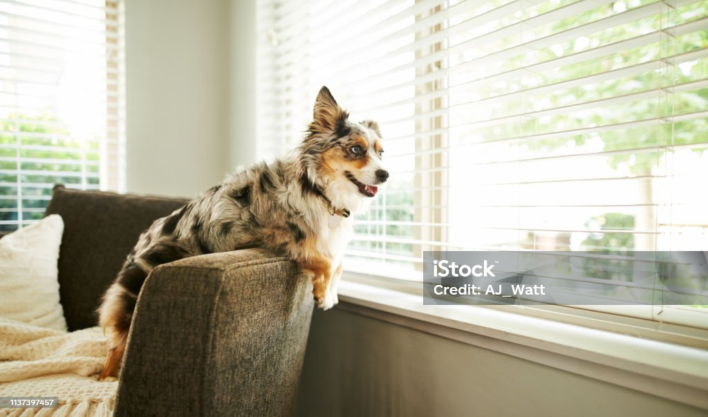 What's going on out there? Shot of an adorable Australian shepherd dog sitting on the sofa at home Dog Stock Photo