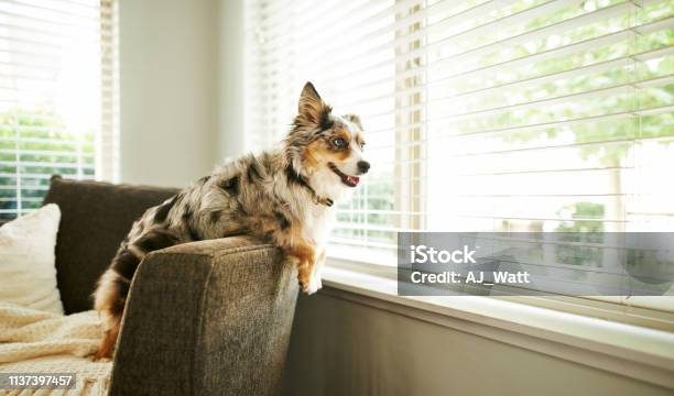 Whats Going On Out There Stock Photo - Download Image Now - Dog, Window Blinds, Domestic Life