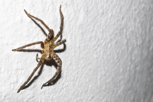 istock Huge spider on house wall in Peten, Guatemala 1137400776