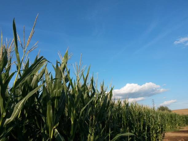 istock Maize, corn field with blue sky background, clouds and mast 1137400958