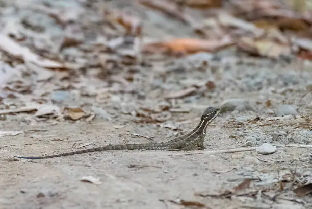 Photo of Little lizard