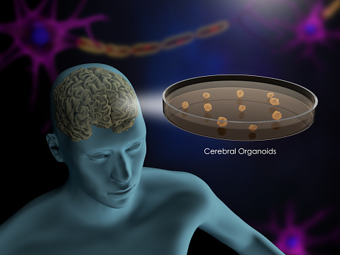 3d render of cerebral organoids