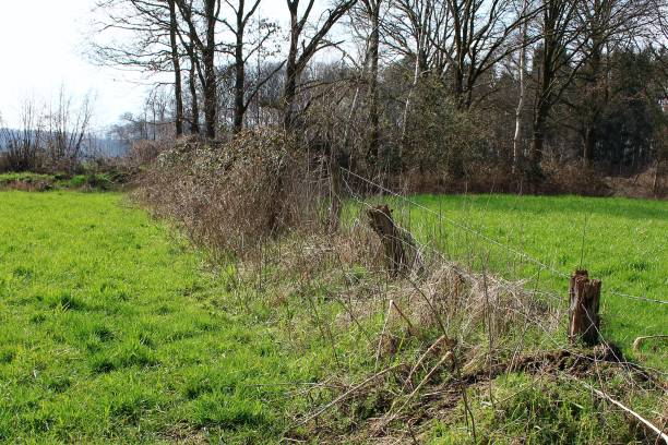 istock The old Willow Fence 1137402658
