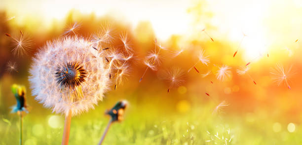 Dandelion In Field At Sunset - air And Blowing blowball In Field At Sunset - Seeds In Air Blowing allergy stock pictures, royalty-free photos & images