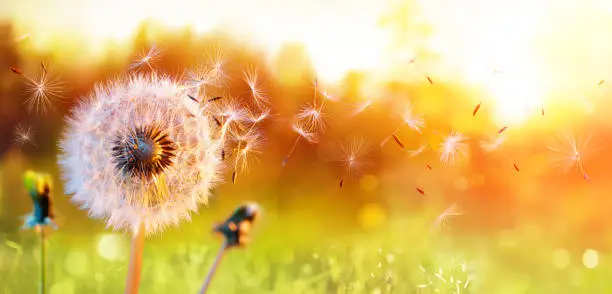 blowball In Field At Sunset - Seeds In Air Blowing