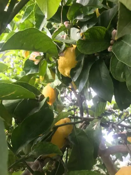 Lemon Tree in sunny weather outside