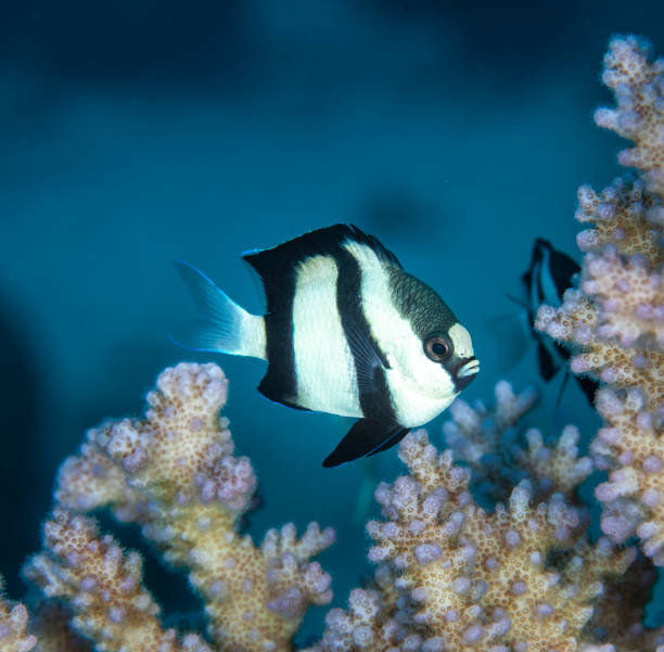 Tropical Reef Damsel Fish Underwater photo of tropical coral reef fish. Black And White Damsel Fish (Dascyllus Aruanus) in the Red Sea damselfish stock pictures, royalty-free photos & images