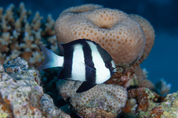 Tropical Reef Damsel Fish Underwater photo of tropical coral reef fish. Black And White Damsel Fish (Dascyllus Aruanus) in the Red Sea damselfish stock pictures, royalty-free photos & images