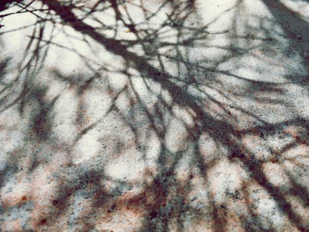 Texture of shade from a tree on a gray concrete wall, in a natural environment
