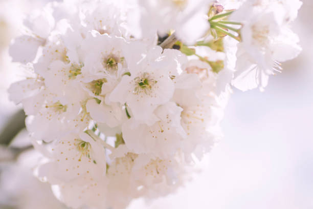 istock Cherry blossom white flowers 1137407387