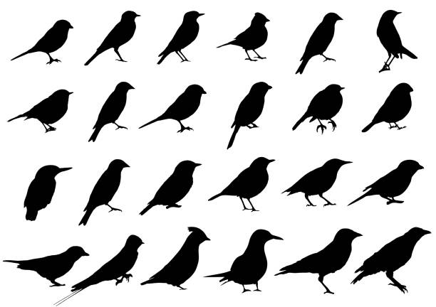ilustraciones, imágenes clip art, dibujos animados e iconos de stock de colección de siluetas de pájaros - aves